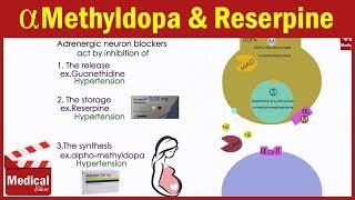 Pharmacology ANS 19 Adrenergic Neuron Blockers  Guanethidine  Reserpine  Alpha methyldopa [upl. by Aserej953]