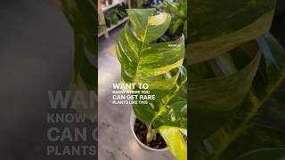 Cutest Rare Plant Shop in Dallas plants garden houseplants [upl. by Winograd206]