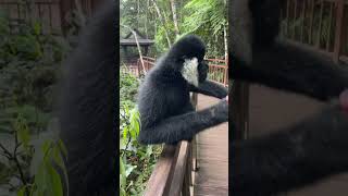 Fruitful Playtime with Gibbons 🐵🍒 nationalpark animals shorts [upl. by Prent]