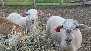 Evaluating St Croix  Katahdin Sheep and the State of My Pastures [upl. by Toinette]