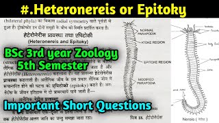 What is Heteronereis in hindi  Epitoky  BSc 3rd year Zoology 5th Semester in hindi [upl. by Ora]