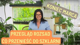 PRZEGLĄD ROZSAD CO WYNIEŚĆ DO SZKLARNI KONIEC MARCA [upl. by Holleran]