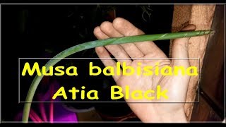 Banan musa balbisiana atia black Krótki film  Marzec 2018 [upl. by Sarette169]