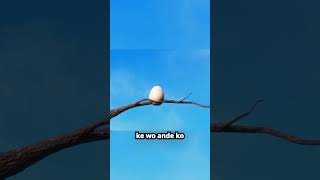 Story Bird fights to save their eggs [upl. by Hyrup]