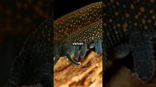 Meet the Tiputini Velvet Worm Natures Tiny Predator shorts [upl. by Pigeon]