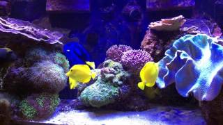 How I Keep Many Tangs in a Relatively Small Tank  AmericanReef ReefKeeping Video [upl. by Nosmas]