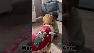 These moments always cherishable ❤️🤗 doglover puppy goldenretreiver [upl. by Kokaras]