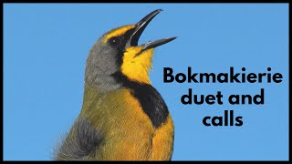 BOKMAKIERIE duet and strange calls [upl. by Assenay]