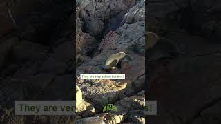 Australian Fur Seals in 4K A Breathtaking Drone Journey through Freycinet National Park shorts [upl. by Arim]