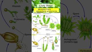 Mosses  Characteristics Species Life Cycle amp Reproduction  Bryophytes  Class11  Adhyayanta [upl. by Benisch650]