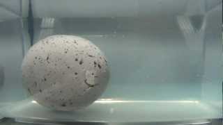 Dinosaur egg hatching [upl. by Freyah]