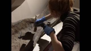 Cleaning a Roman lead coffin lid St Albans Museums January 2017 [upl. by Mufinella606]