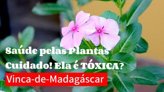 INCRÍVEIS PODERES DA VINCA DE MADAGÁSCAR PARA A SAÚDE Catharanthus roseus [upl. by Ardeid708]