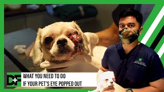 What you need to do if your pets eye popped out Traumatic Proptosis [upl. by Lothaire]