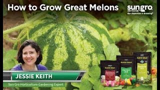 Growing and Harvesting Perfect Melons with Black Gold® [upl. by Eissahc]