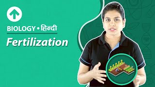 Fertilization  Hindi  Biology [upl. by Lose345]