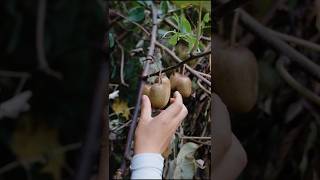 Beautiful Kiwi Fruit Farm  Rural Farmer Fruit Harvesting shorts ytshorts fruit [upl. by Beutler]