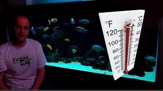 African Cichlids  How Water Temperature Affects Their Behaviour [upl. by Etessil]