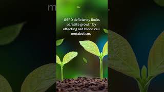 Haemoglobin S G6PD deficiency and Thalassemias confer resistance to shorts shortvideo [upl. by Kenweigh]