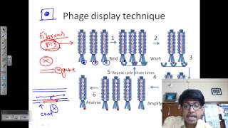 Phage display technique [upl. by Lodovico422]