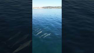 Dolphin Pod just off of La Jolla Cove shore Filmed October 20 2024 [upl. by Aggi]