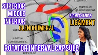 glenohumeral joint  biomechanics rotator interval capsulesuperiormiddleinferiorGhlig in tamil [upl. by Cottle]