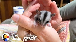 Baby Sugar Glider Figures Out How To Glide  The Dodo Little But Fierce [upl. by Geithner162]