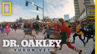 Running With the Reindeer  Dr Oakley Yukon Vet [upl. by Annahsat]