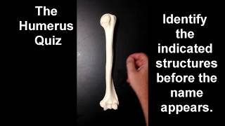 Humerus Structures Quiz [upl. by Bellaude]