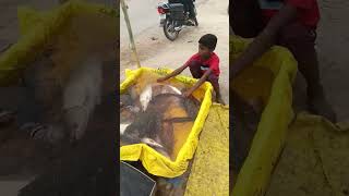 village fishing short status  fish catching WhatsApp status [upl. by Terbecki800]