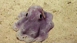 Осьминог Дамбо  Гримпотевтис  Grimpoteuthis Octopus  Octopus Dambo [upl. by Gruver]