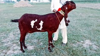 Mashallah Bital parghnit Bakrian 03106506522 Altaf goat farm [upl. by Bogie]