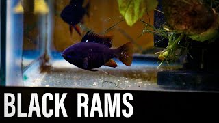 How To Breed BLACK RAMS [upl. by Swithbert]