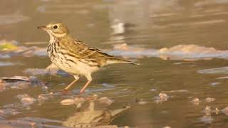 Meadow Pipit Pispola Anthus pratensis [upl. by Annahsit]