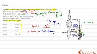 Spadix is a type of inflorescence Read the following statement regarding spadix [upl. by Aneetsirk]