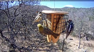 New Cam Species Yellowbellied Sapsucker Visits West Texas Feeders – May 11 2021 [upl. by Omero543]