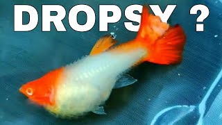 Dropsy on Guppy Fish [upl. by Ednarb]