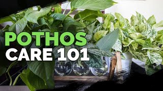 Pothos Care 101 Is This the Easiest Houseplant to Care For [upl. by Ingamar989]