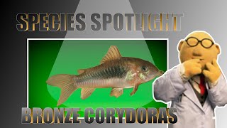 SPECIES SPOTLIGHT Bronze Corydoras [upl. by Livesay391]