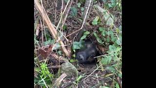 Catching rabbits using ferrets  Ferreting rabbit hunting [upl. by Beghtol]