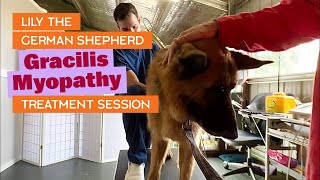 Acupuncture and Red Light Therapy for German Shepherd with Gracilis Myopathy [upl. by Nitsreik]