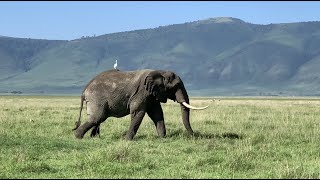 Tanzania 5  Ngorongoro Crater and Conservation Area January 14 2021 Nature ASMR [upl. by Rehtnug]