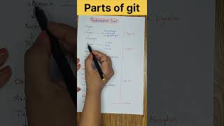 Parts of Gastrointestinal tract ll git physiology ll digestivesystem shorts youtubeshorts [upl. by Oiziruam]