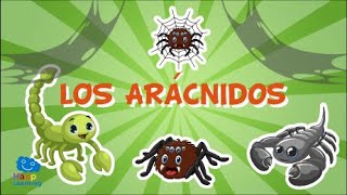 LOS ARÁCNIDOS Animales invertebrados  Vídeos educativos para niños [upl. by Hugues]