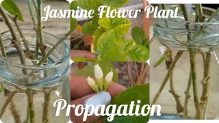 How To Propagate Jasmine Plant From Stem Cutting And Transfer To Soil [upl. by Aitnahs]