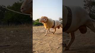 SHERKHAN🦁 BIG VILAYATI SHEEP of AL Shaikh Goat Farm shorts goatfarming vilayatisheep [upl. by Ecidnarb]