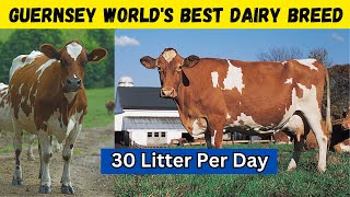 Guernsey Cow Your Path to Maximum Profit in Dairy Farming [upl. by Botzow]