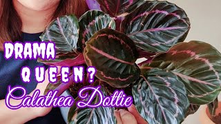 Calathea Dottie  Complete Care Tips [upl. by Norihs]