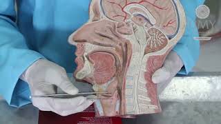 Praktikum Anatomi Sistem Respirasi 1 Tractus Respiratorius dan Pulmo [upl. by Asseneg957]