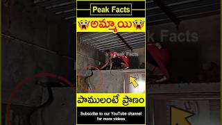 😭పాములపై ప్రేమ😭 Girl taking care of snakes factsintelugu amazingfacts peakfacts shorts [upl. by Milburn]